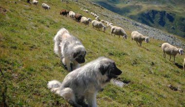 Sarplaninac,YUGOSLAVIAN SHEPHERD DOG, Livestock Guardian Dog, Шарпланинец; Шарпланинац,