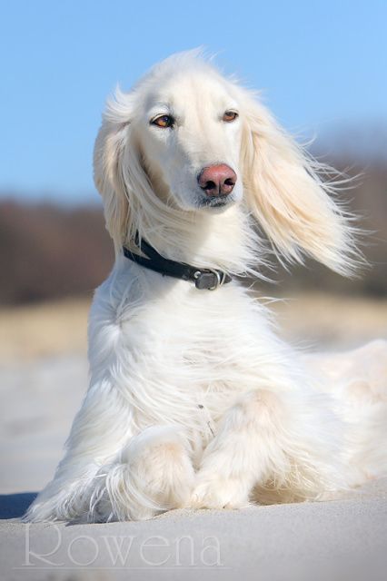 Kyrgyz Sighthound,Kyrgyz Taigan,mountain sighthound, Taigan,coat,hair,bourki 