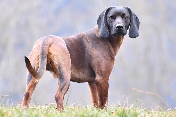 are bavarian mountain hounds intelligent dogs