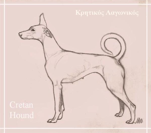 Cretan Hound,Kρητικός Iχνηλάτης, Kritikos Lagonikos, Cretan Rabbit Dog, Kritikos Ichnilatus,Cretan Hunting Dog, Cretan Tracer, Cretan Tracing Dog