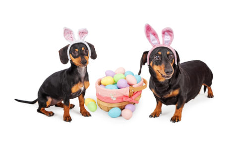 Rabbit Dachshund