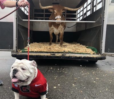 Bulldog,mas cot,Beva, Uga,University of Texas, University of Georgia