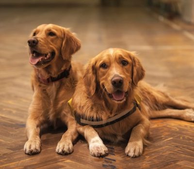 Breeder, proportions,breed standard,