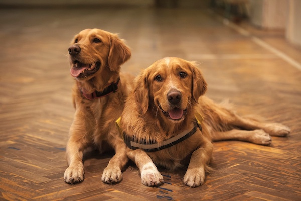 Breeder, proportions,breed standard,