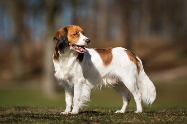Kooikerhondje,conservation dog,earrings,