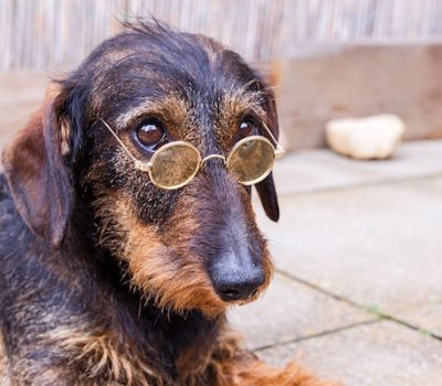Dachshund,Waldi,Adele,Christian Slater,Ashley Olsen,Vitality health insurance, Commercial