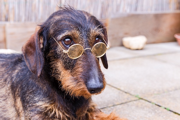 Dachshund,Waldi,Adele,Christian Slater,Ashley Olsen,Vitality health insurance, Commercial