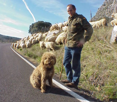 Spanish Water Dog,Perro de Agua Español, Turco Andaluz, Perro Turco,Andalucian Turk,Santiago Montesinos,Antonio Garcia Perez,Trashumancia,transhumance