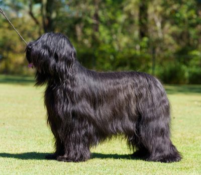 Briard, Coat