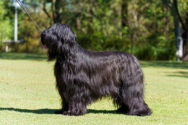 Briard, Coat