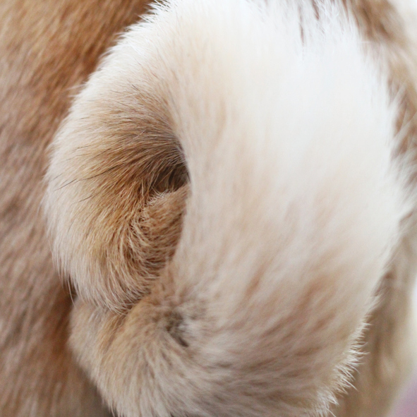 Pug, tail