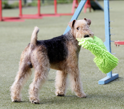 Colored Working Terrier,Cumberland,Elterwater Terrier,fell terrier,lakeland terrier,Lord Lonsdale,Patterdale terrier,Westmoreland Terrier, Hugh Lowther, the 5th Earl of Lonsdale