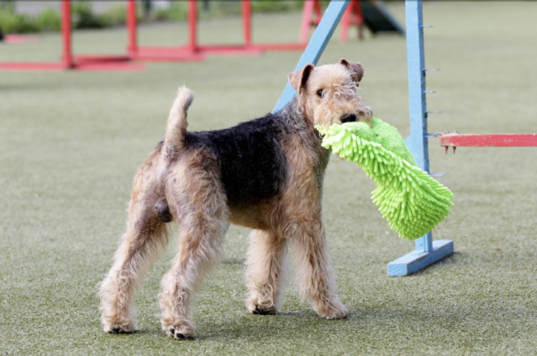 Colored Working Terrier,Cumberland,Elterwater Terrier,fell terrier,lakeland terrier,Lord Lonsdale,Patterdale terrier,Westmoreland Terrier, Hugh Lowther, the 5th Earl of Lonsdale