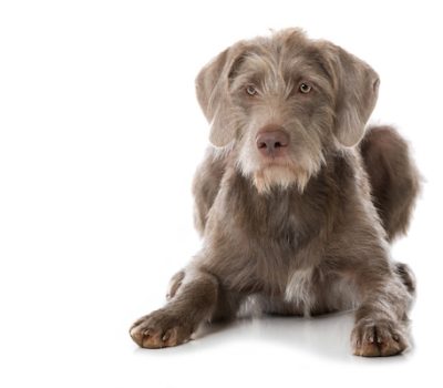 Slovakian WireHaired Pointer, Weimaraner,German Wirehaired Pointer,Cesky Fousek,Slovenský Hrubosrstý Stavač, Slovak Wirehaired Pointer, Slovak Pointing Griffon, Slovak Wirehaired Pointing Griffon, Slovak Wirehaired Pointing Dog, Slovakian Rough Haired Pointer,Koloman Slimák