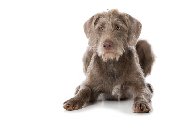 Slovakian WireHaired Pointer, Weimaraner,German Wirehaired Pointer,Cesky Fousek,Slovenský Hrubosrstý Stavač, Slovak Wirehaired Pointer, Slovak Pointing Griffon, Slovak Wirehaired Pointing Griffon, Slovak Wirehaired Pointing Dog, Slovakian Rough Haired Pointer,Koloman Slimák