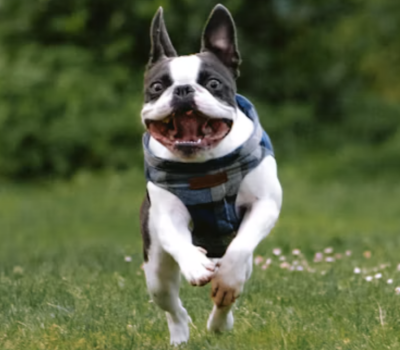 Boston Terrier,Lennu,Sauli Niinistö