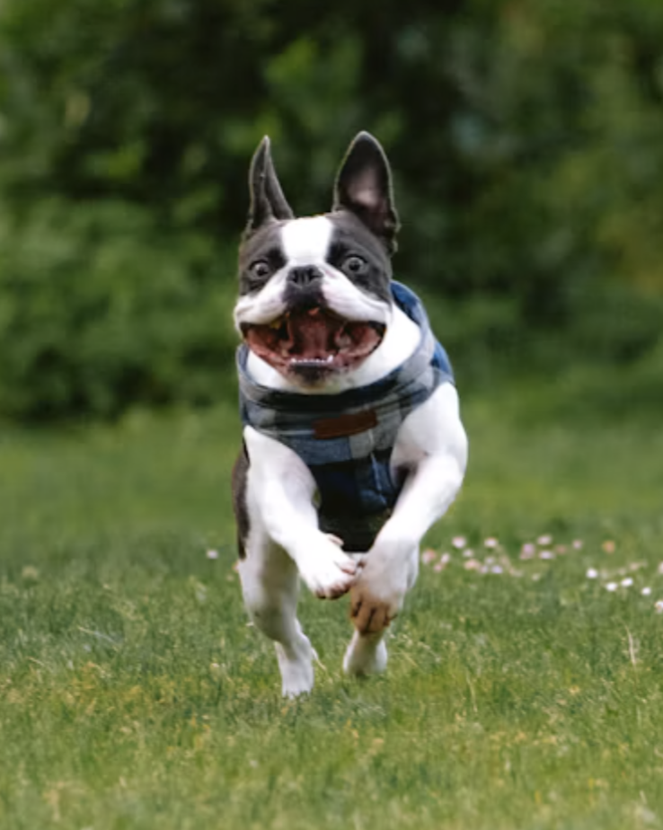 Boston Terrier,Lennu,Sauli Niinistö
