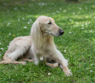 Kyrgyz Sighthound,Kyrgyz Taigan,mountain sighthound, Taigan,coat,hair,bourki 