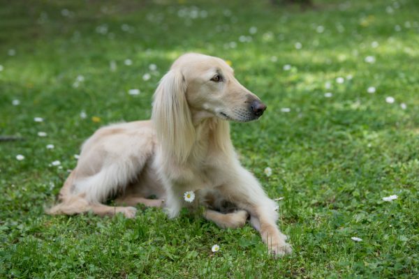 Kyrgyz Sighthound,Kyrgyz Taigan,mountain sighthound, Taigan,coat,hair,bourki