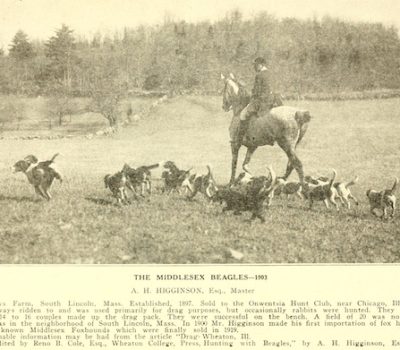 field trial, Beagle,field trial, Beagle,beagling,,