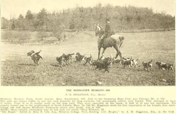 field trial, Beagle,field trial, Beagle,beagling,,