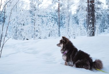 Nickname,Finnish Lapphund, Lappie, Lappari