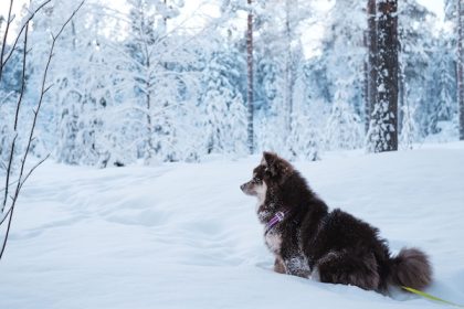 Nickname,Finnish Lapphund, Lappie, Lappari