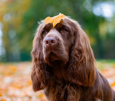 Sussex Spaniel, Marcia Deugan, AKC National Championship
