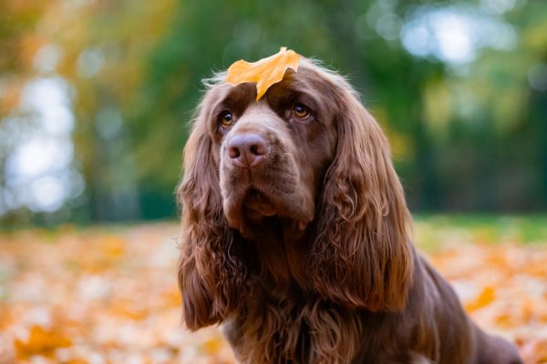 Sussex Spaniel, Marcia Deugan, AKC National Championship