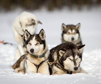 Siberian Husky,Iditarod,All Alaska Sweepstakes,William Goosak,Leonhard Seppala