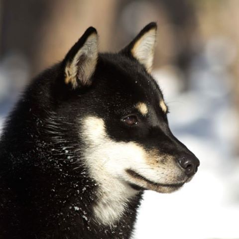 Ainu Dog,Ainu-Ken, Hokkaido Inu,Seta, 北海道犬