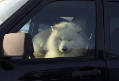 Alaskan Malamute,color,genetics