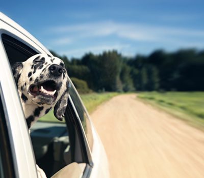 Dalmatian, Super Bowl, commercial, Budweister, Ad, TV, Super Bowl