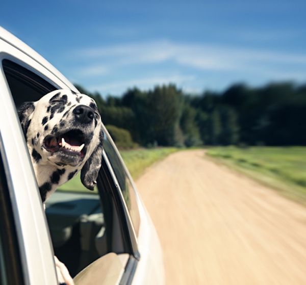 Dalmatian, Super Bowl, commercial, Budweister, Ad, TV, Super Bowl