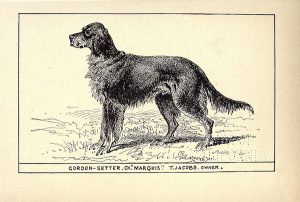 Gordon Setter,Gordon Castle Setter,Castle Setter,Thomas William Coke,Alexander Gordon,4th Duke of Gordon,Cock o' the North