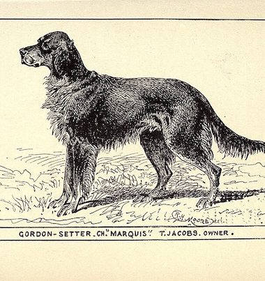 Gordon Setter,Gordon Castle Setter,Castle Setter,Thomas William Coke,Alexander Gordon,4th Duke of Gordon,Cock o' the North