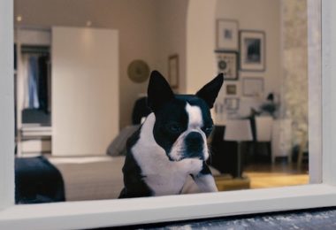 cheeky whippets,whippets commercial, Boston Terrier, Ikea, Ad, Furbo,Boston Terrier, Ikea,Commercial,Ad,Furbo