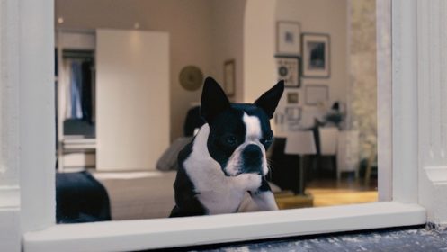 cheeky whippets,whippets commercial, Boston Terrier, Ikea, Ad, Furbo,Boston Terrier, Ikea,Commercial,Ad,Furbo