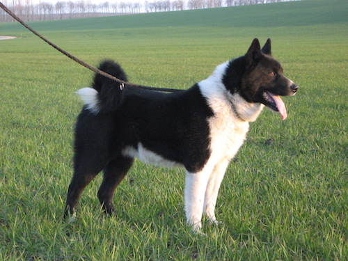 Russo-European Laika,Karelian Bear Dog,Utchak Sheepdog 