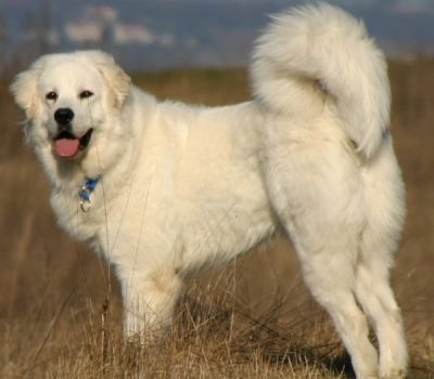 Polish Tatra Dog,Owczarek Podhalanski, Polish Mountain Sheepdog,  Polish Tatra Dog,Owczarek Podhalanski, Polish Mountain Sheepdog, Tatra Mountain Sheepdog, Owczarek Tatrzanski, Owczarek Podhalanski, Podhalan, Tatra, Polski Owczarek Podhalanski,Tatrzanski, Livestock Guardian Dog