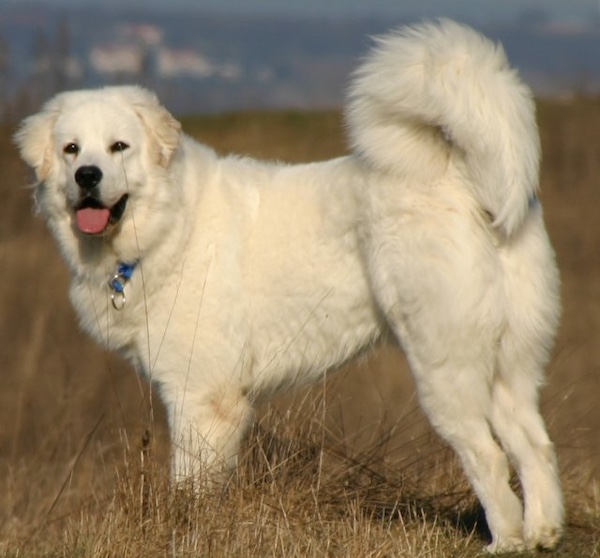 Polish Tatra Dog,Owczarek Podhalanski, Polish Mountain Sheepdog,  Polish Tatra Dog,Owczarek Podhalanski, Polish Mountain Sheepdog, Tatra Mountain Sheepdog, Owczarek Tatrzanski, Owczarek Podhalanski, Podhalan, Tatra, Polski Owczarek Podhalanski,Tatrzanski, Livestock Guardian Dog