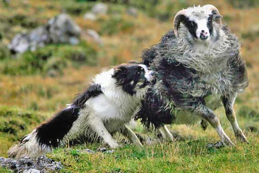Faroes Sheepdog,Border Collie