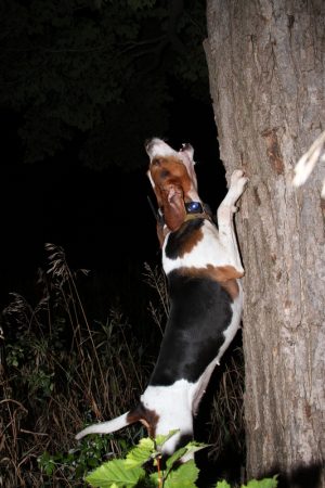 Treeing Walker Coonhound, People's Choice, voice, bugle,bay,nickname