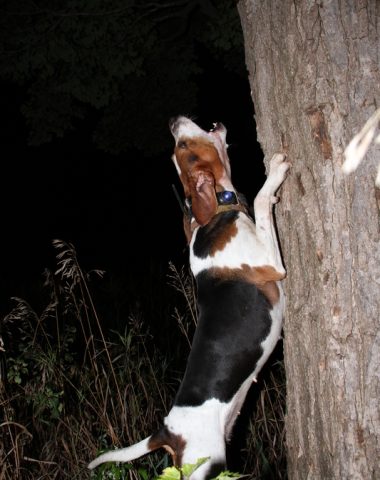 Treeing Walker Coonhound, People's Choice, voice, bugle,bay,nickname