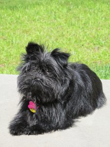 Affenpinscher, coat, cape