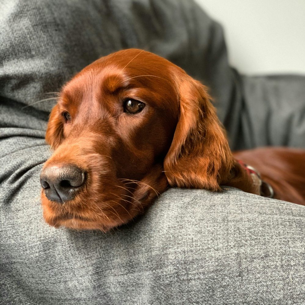 Irish Setter, color