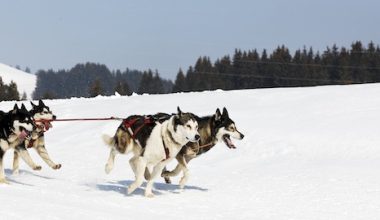 Siberian Husky, mushing, sled dog