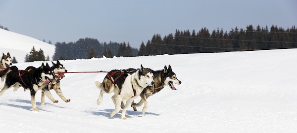 Siberian Husky, mushing, sled dog