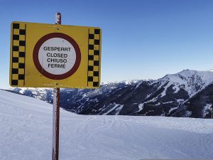 avalanche dog