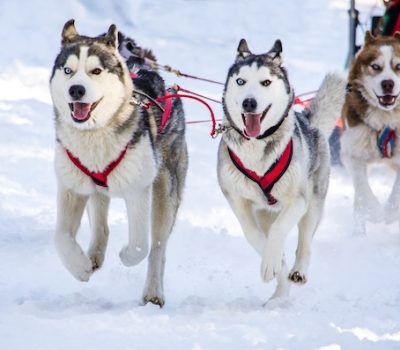 Siberian Husky, mushing, sled dog